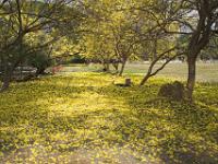 Blütenübersäter Garten in Lampang